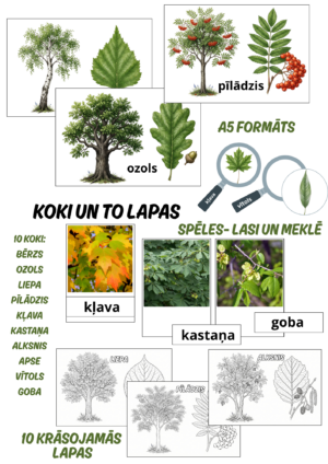 Koki un to lapas.