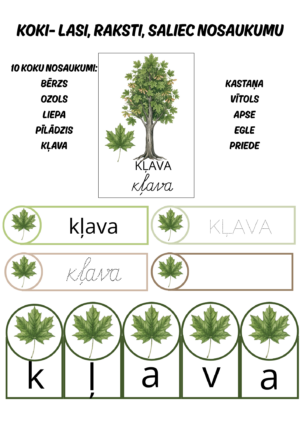 koki – lasi, raksti, saliec nosaukumu.
