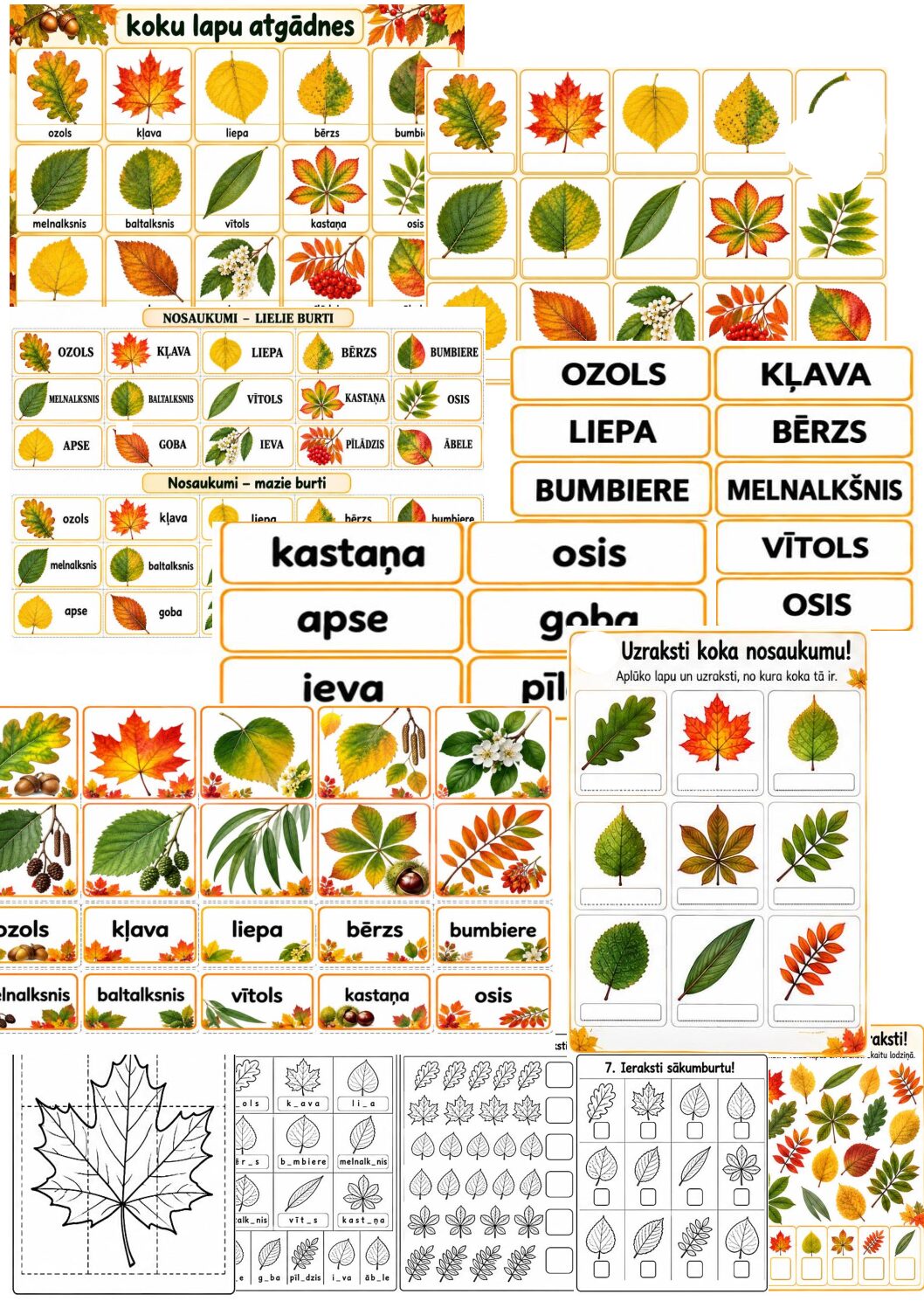 Koku lapas un to nosaukumi